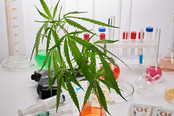 Image of marijuana plant on a laboratory table